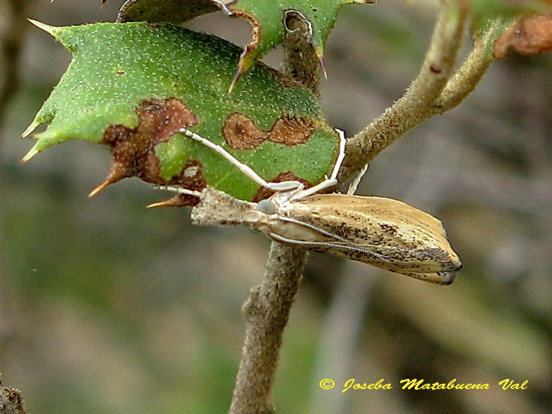 Cfr. Agriphila inquinatella, Crambidae